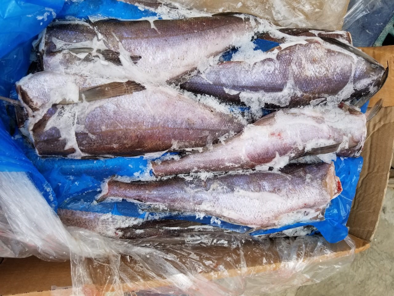 Pacific Hake